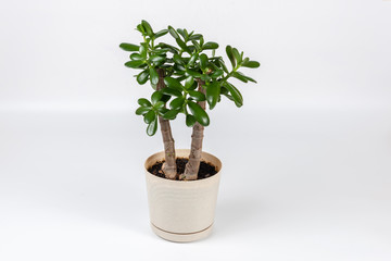 Succulent houseplant Crassula in a pot on white background
