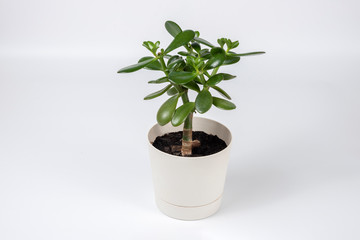 Succulent houseplant Crassula in a pot on white background