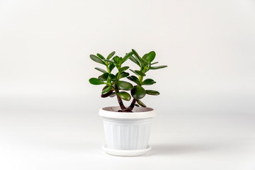 Succulent houseplant Crassula in a pot on white background