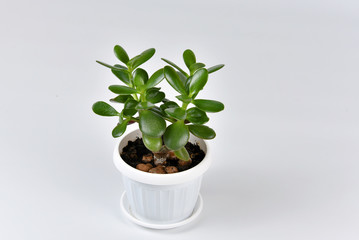 Succulent houseplant Crassula in a pot on white background