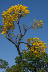 yellow tree 