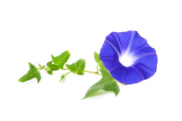 blue flower of morning glory on a white background