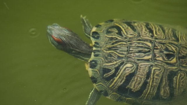 Swimming turtle in murky water. Hard shell turtle. Brazil turtle.