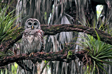 owl on oak branch with bromeliads