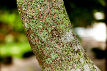 Naturaleza