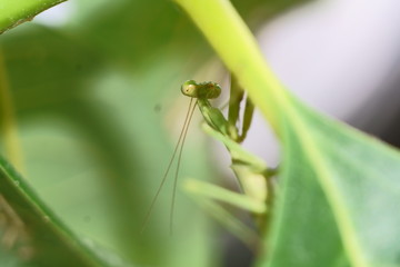 Green Praying Mantis