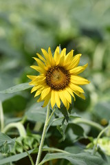 虫食いのヒマワリ