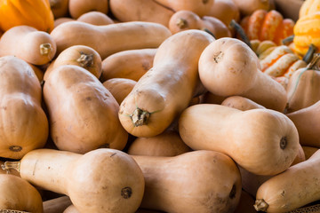 Butternut and carnival squash for sale in a market. 