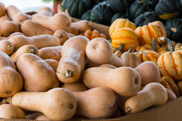 A crop of squash varieties for sale in a market, including butternut, acorn, carnival, and...