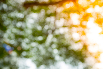 Obraz premium Green bokeh of tree nature