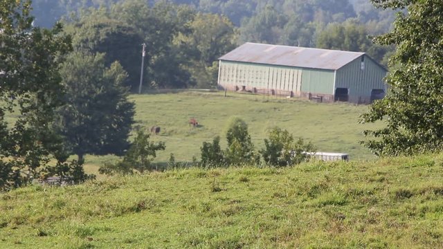 cows in field