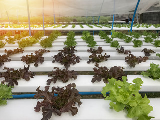 Hydroponics Organic vegetables Farms