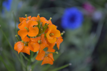 orange flower in the garden