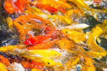 Obraz na płótnie Canvas Beautiful colorful Koi Fish swimming