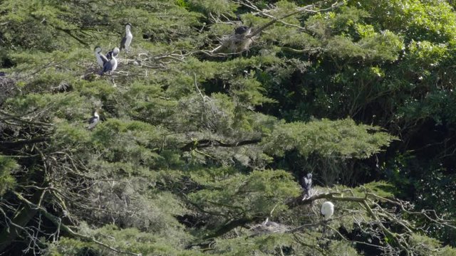 A colony of Pied Shags nesting in a Macrocarpa tree.