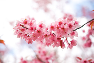 Wild Himalayan Cherry Blossoms in spring season, Prunus cerasoides, Pink Sakura Flower