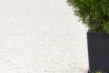 Green thuja and footpath made of small white stones in park