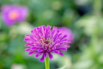 flower in the garden