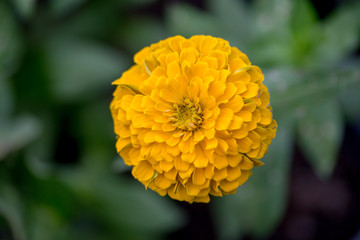 flower in the garden