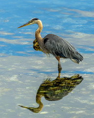 blue heron
