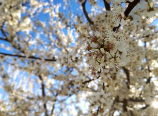 White flowers. Plum tree in bloom. Flowering fruit tree nuts. European agricultural industry of fruit. Contrasts of natural colors in rural area.