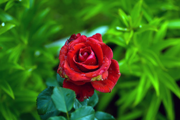 Art photo rose petals isolated on the natural blurred background. Closeup. For design, texture, background. Nature.