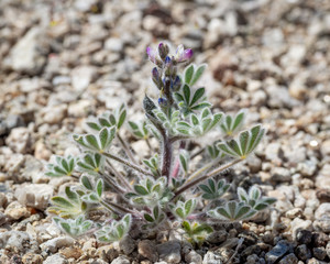 USA, Nevada, Clark County, Gold Butte National Monument. Orcutt's Bajada Lupine(Lupinus concinnus subsp. orcuttii) with fuzzy leaves and small whitee to pink flowers.