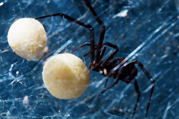 fotografia macro de araña viuda negra entre telaraña con fondo azul
