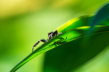 fotografia macro de pequeña araña negra sobre hoja verde con fondo verde