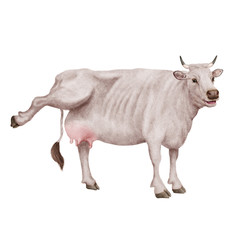 vache laitière, rigolote, invitation, offrir le lait, animal, blanc, ferme, bétail, taureau, isolé, mollet, agriculture, mammifère, gazon, bétail, boeuf, vache laitière, lait, brun, alpage, debout, pr