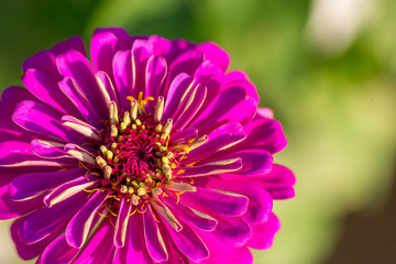 Obraz premium flower in the garden