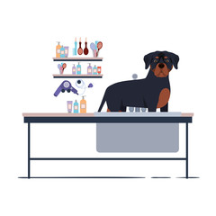 dog on hairdressing table with white background