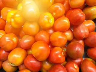 Fresh Tomatoes on the market
