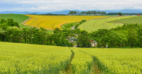 Beautiful rural scenery at summer day