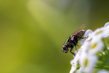 close up of a house fly on a white flower
