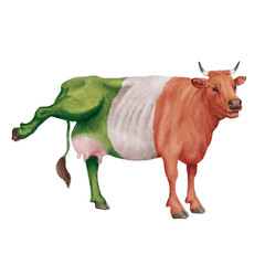vache laitière, rigolote, invitation, offrir le lait, animal, drapeau italien, ferme, bétail, taureau, isolé, mollet, agriculture, mammifère, gazon, bétail, boeuf, vache laitière, lait, brun, alpage, 