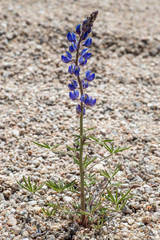 USA, Nevada, Clark County, Gold Butte National Monument. Coulter's Mojave lupine (Lupinus sparsiflous) is a thin-leaved member of this diverse genus.