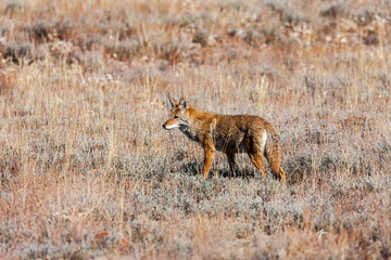 A coyote walking through a field in late autumn