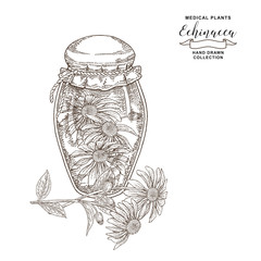 Echinacea purpurea plant. Flowers of echinacea glass jar. Medical hebs collection. Vector illustration black and white. Vintage engraving.