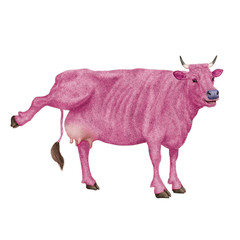vache laitière, rigolote, invitation, offrir le lait, animal,  rose, ferme, bétail, taureau, isolé, mollet, agriculture, mammifère, gazon, bétail, boeuf, vache laitière, lait, brun, alpage, debout, pr