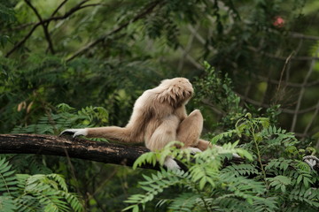 Obraz premium Close up Monkey 