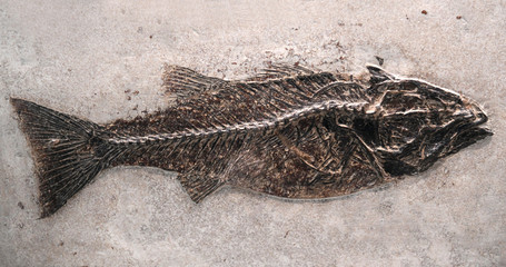 close up on fossil fish in the rock © nd700