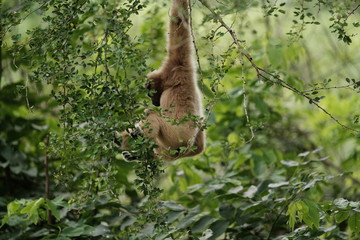 Close up Monkey 