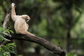 Close up Monkey 