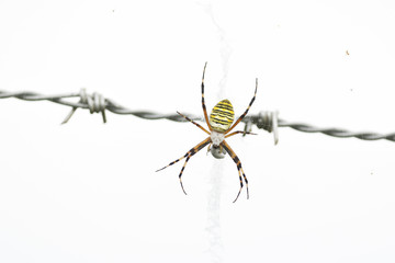 蜘蛛の恐怖