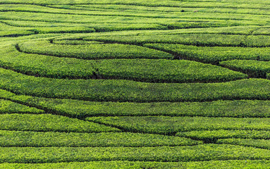 Fresh tea bud and leaves. Tea leaves pattern at a plantation.