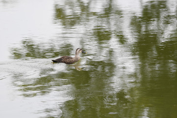 スイスイ泳ぐカルガモ