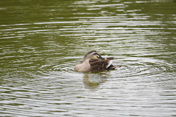 スイスイ泳ぐカルガモ