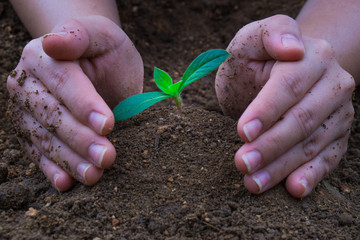 Close up hand planting tree into the soil. Earth day. World environment day. Ozone day.