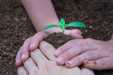 Close up hands planting tree together into the soil. Earth day. World environment day. Ozone day.